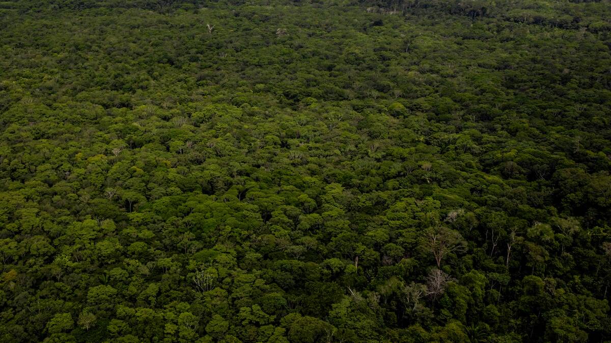 Deforestation on endangered wildlife at the Amazon