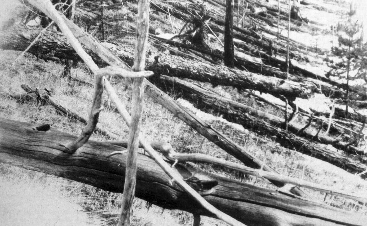 Fallen trees after the Tunguska event.