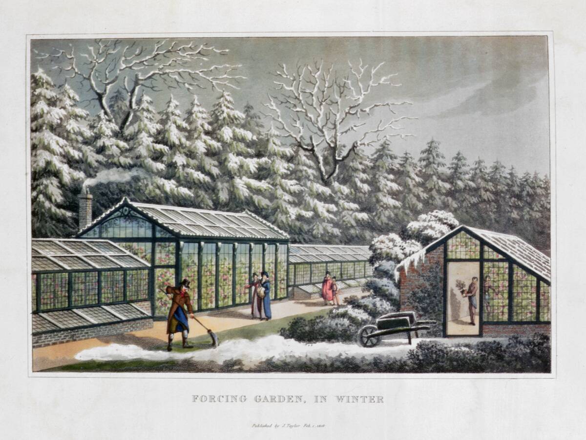 Forcing Garden In Winter' 1816