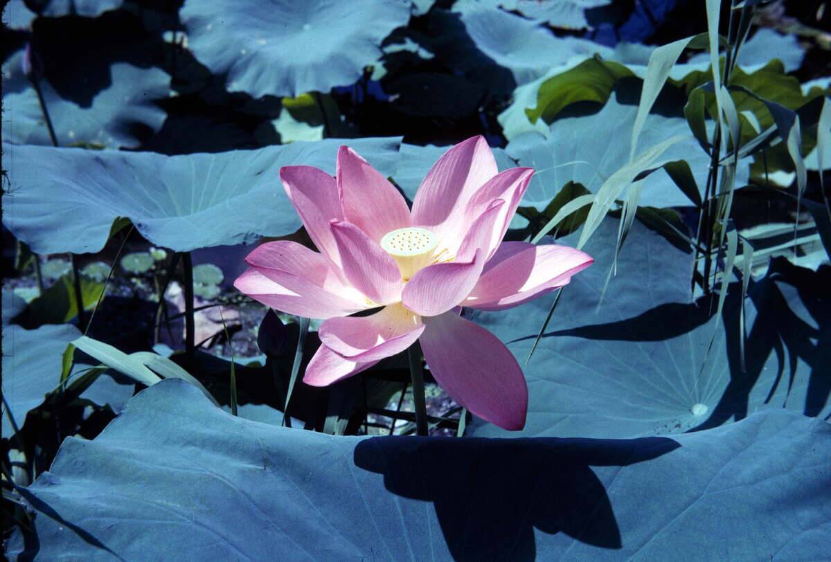 Hangzhou (China). Lotus flower in the botanical g
