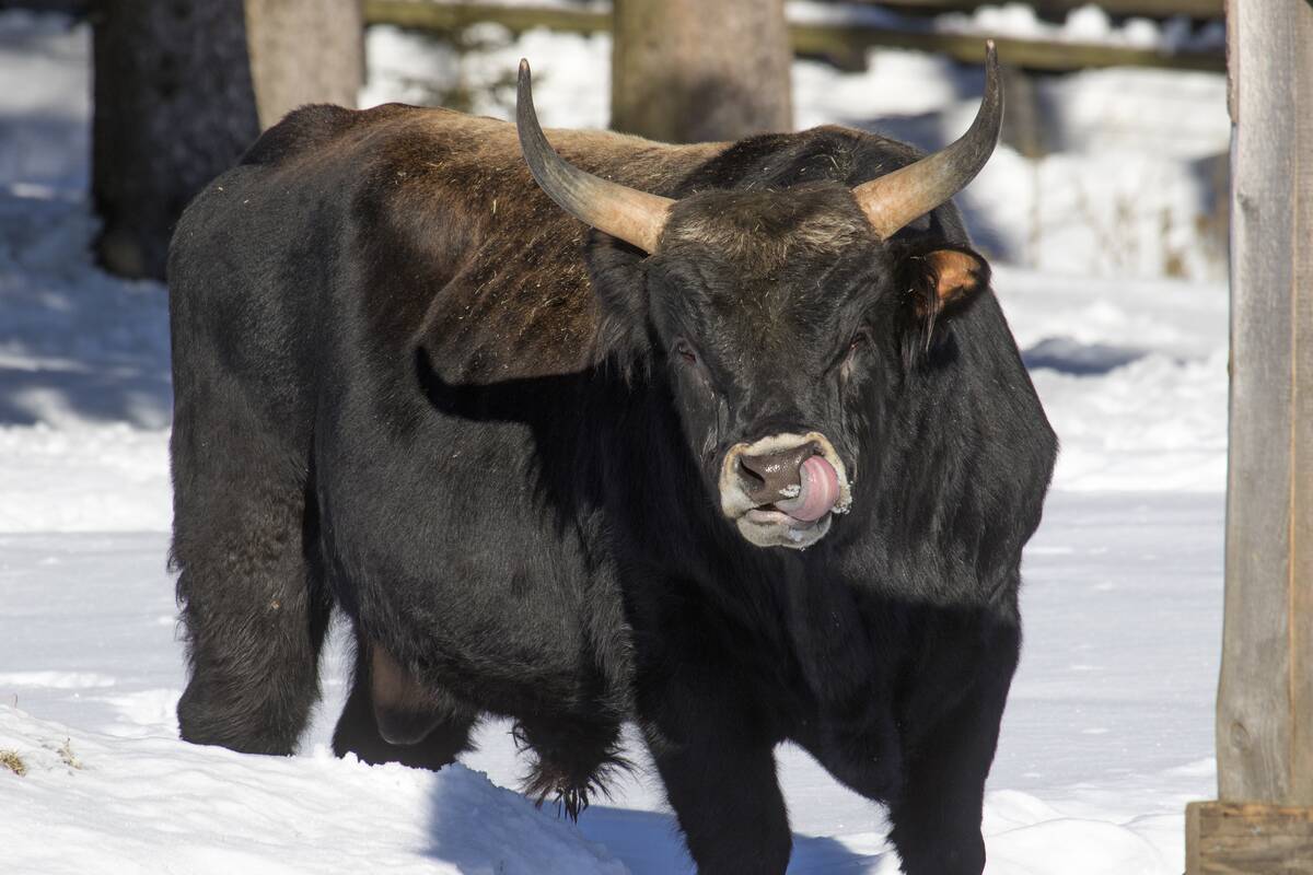 Heck cattle bull licking nose in the snow in winter.