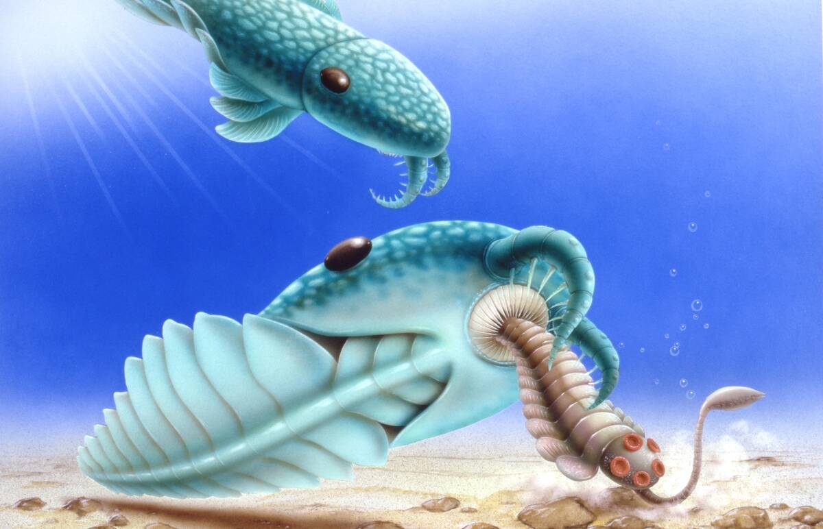 Illustration of Anomalocaris feeding on Opabinia, underwater scene