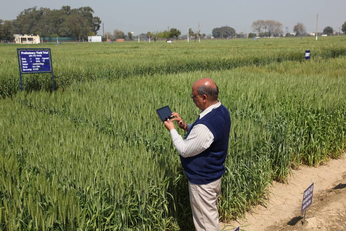 India - Nation Reaps Benefits of the Green Revolution As Wheat Production Continues To Rise