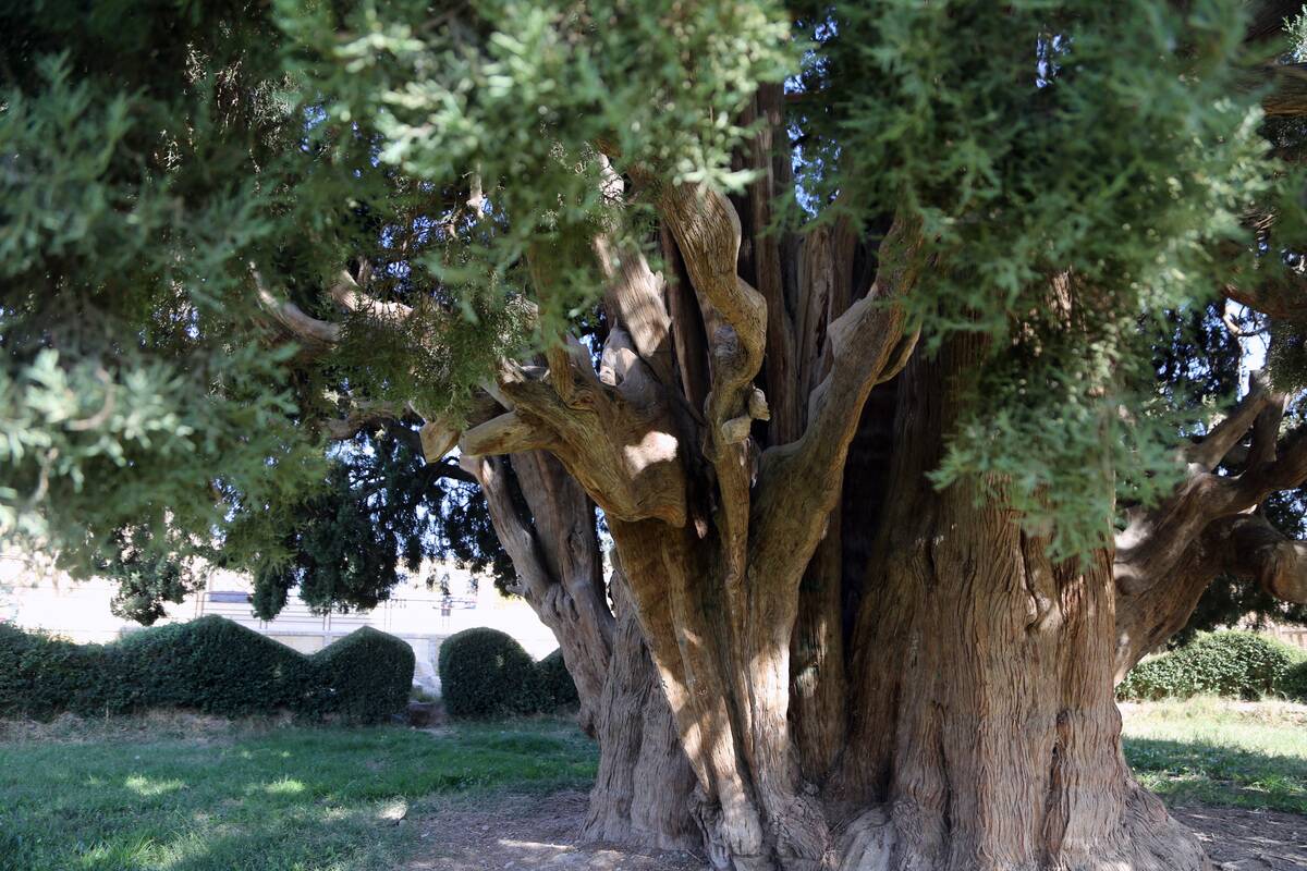 Iran's oldest tree, Sarv-e Abarkuh