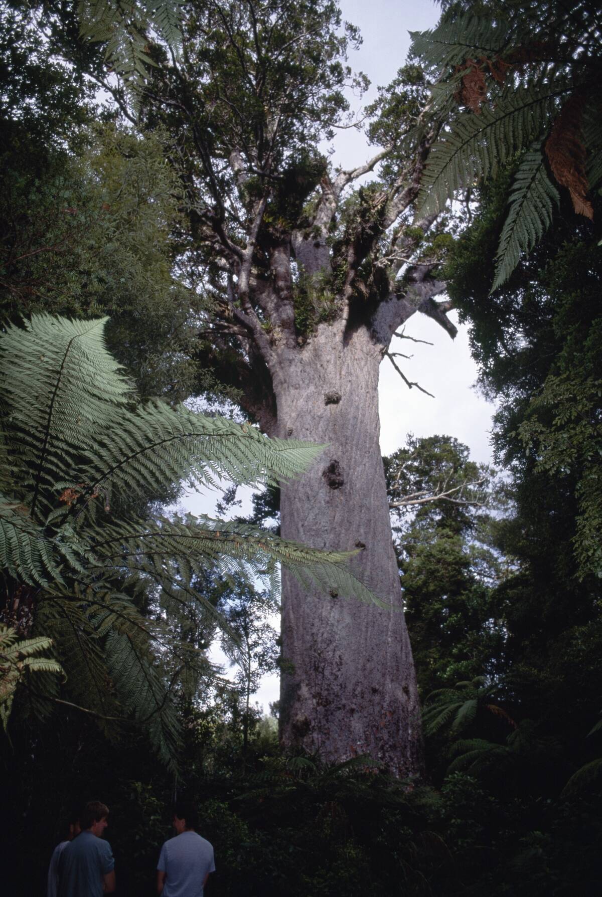 Kauri, Tane Mahuta, king of Forest, North island