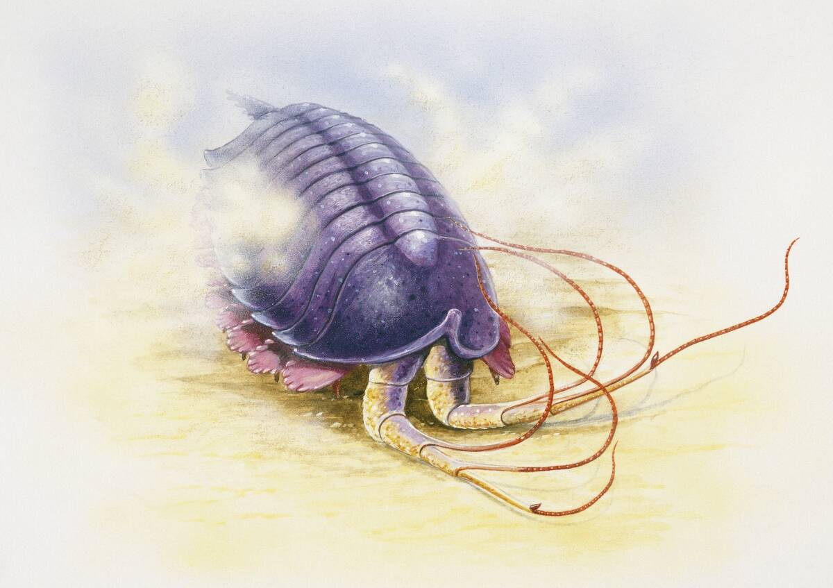 Leanchoilia sp, Arthropoda, Middle Cambrian...