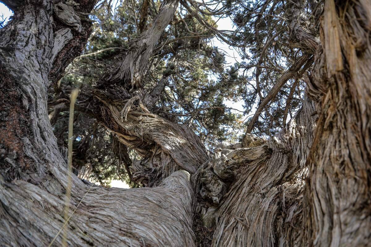 LEBANON-ENVIRONMENT-FORESTRY-CRIME-LOGGING