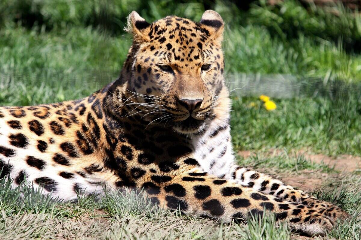 Lincoln Park Zoo Animals In Chicago