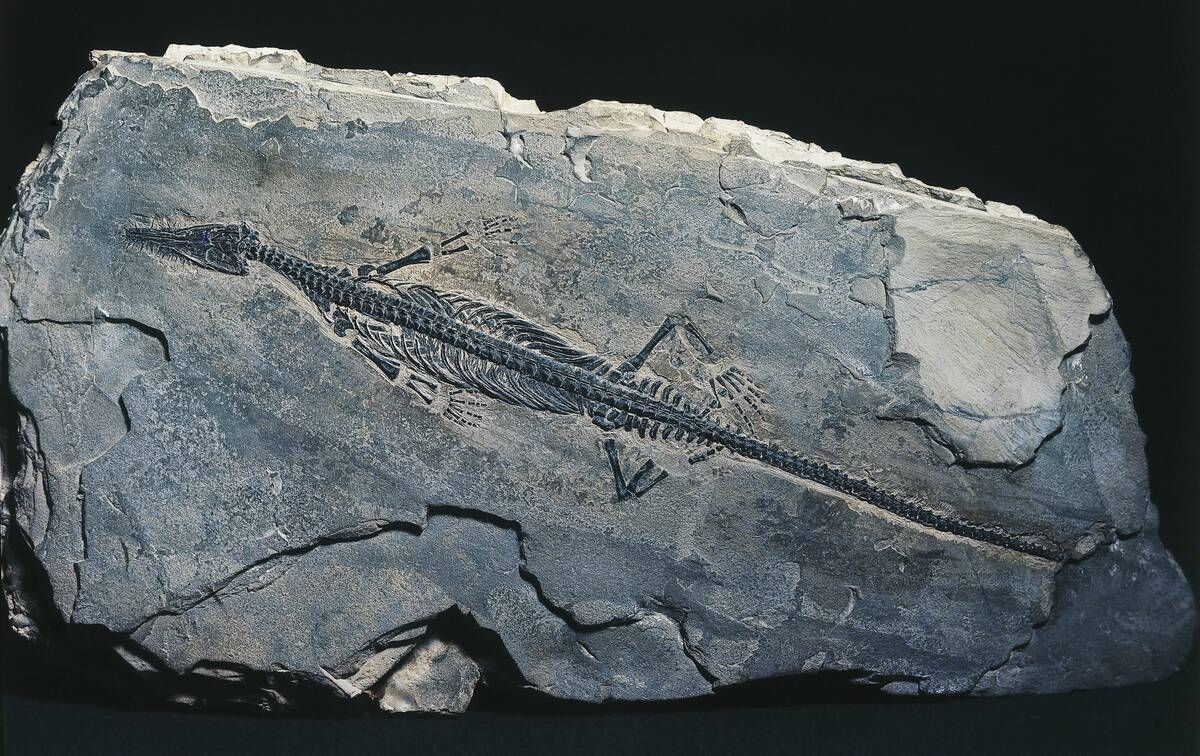 Mesosaurus brasiliensis fossil