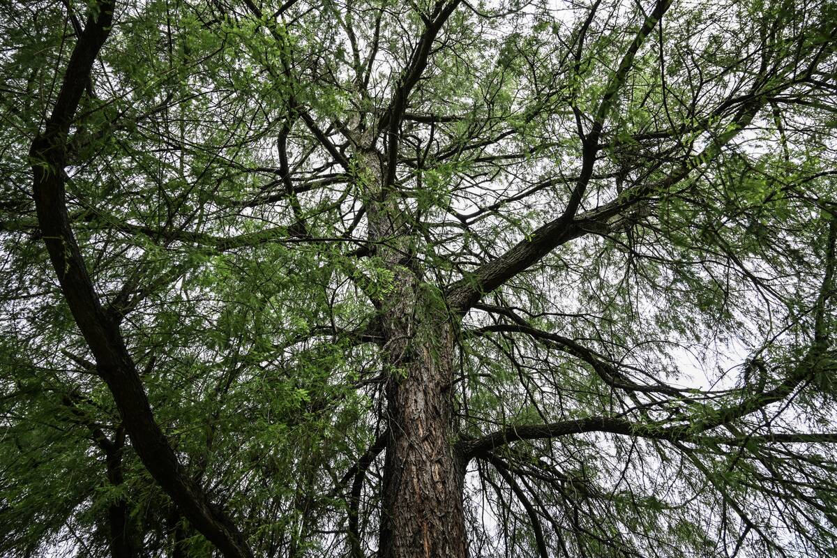 MEXICO-BOTANICAL GARDEN-STOCK
