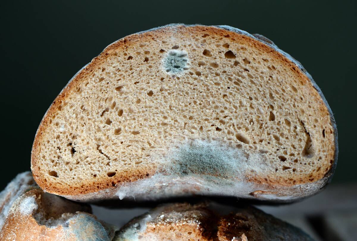 Mouldy bread