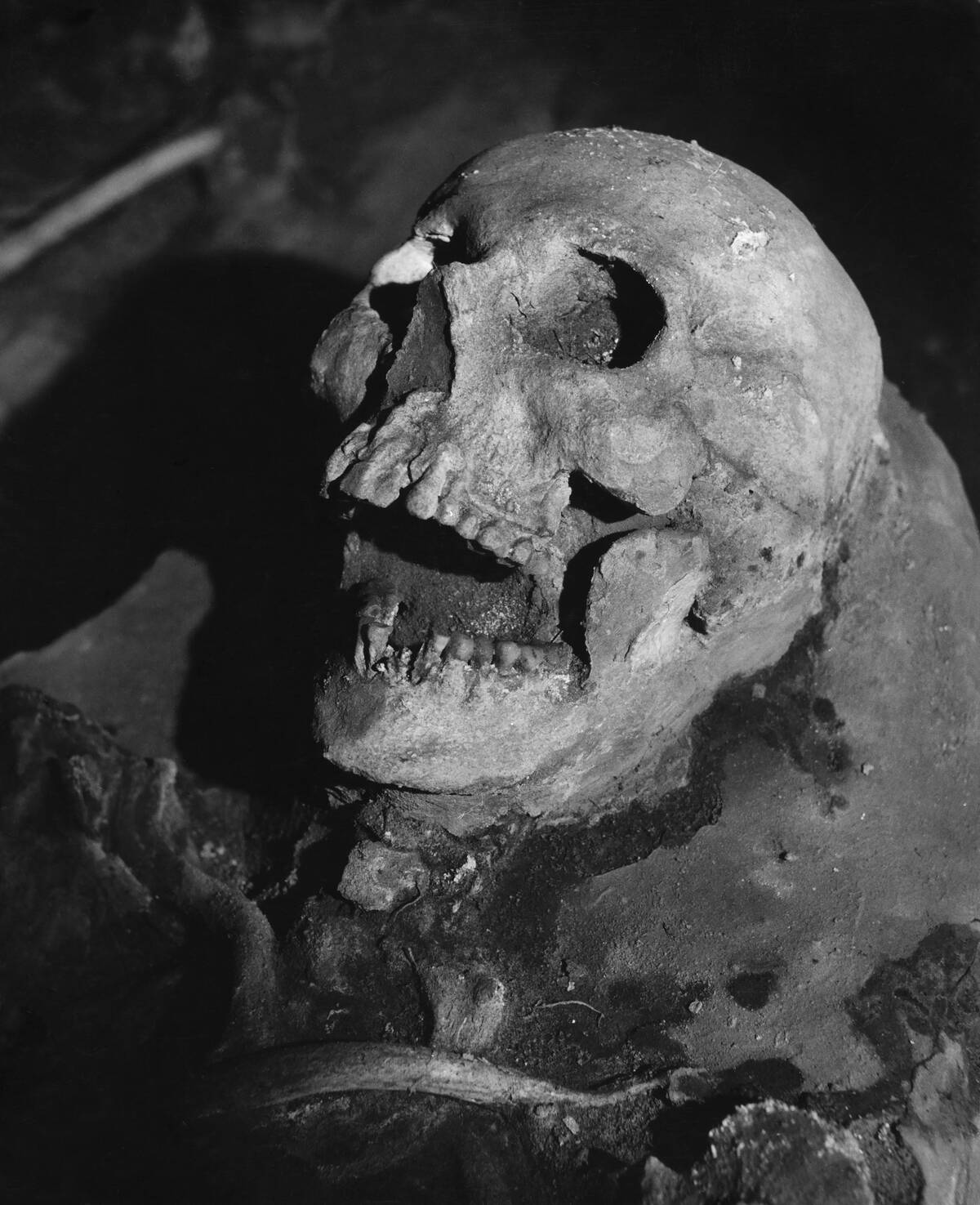 Native American Burial Ground Skull, St. Augustine, Florida