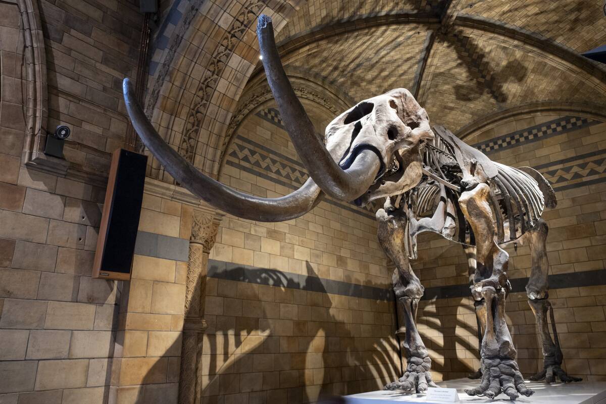 Natural History Museum In London