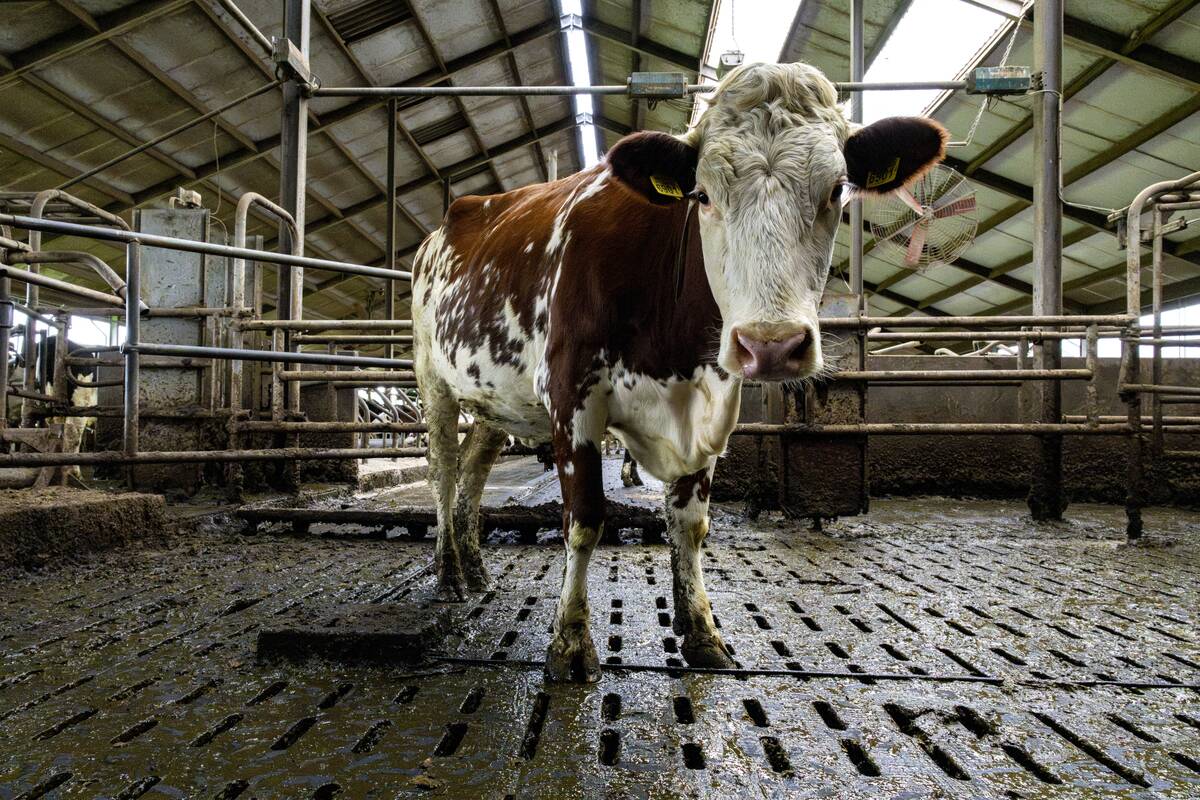 NETHERLANDS-AGRICULTURE-LIVESTOCK