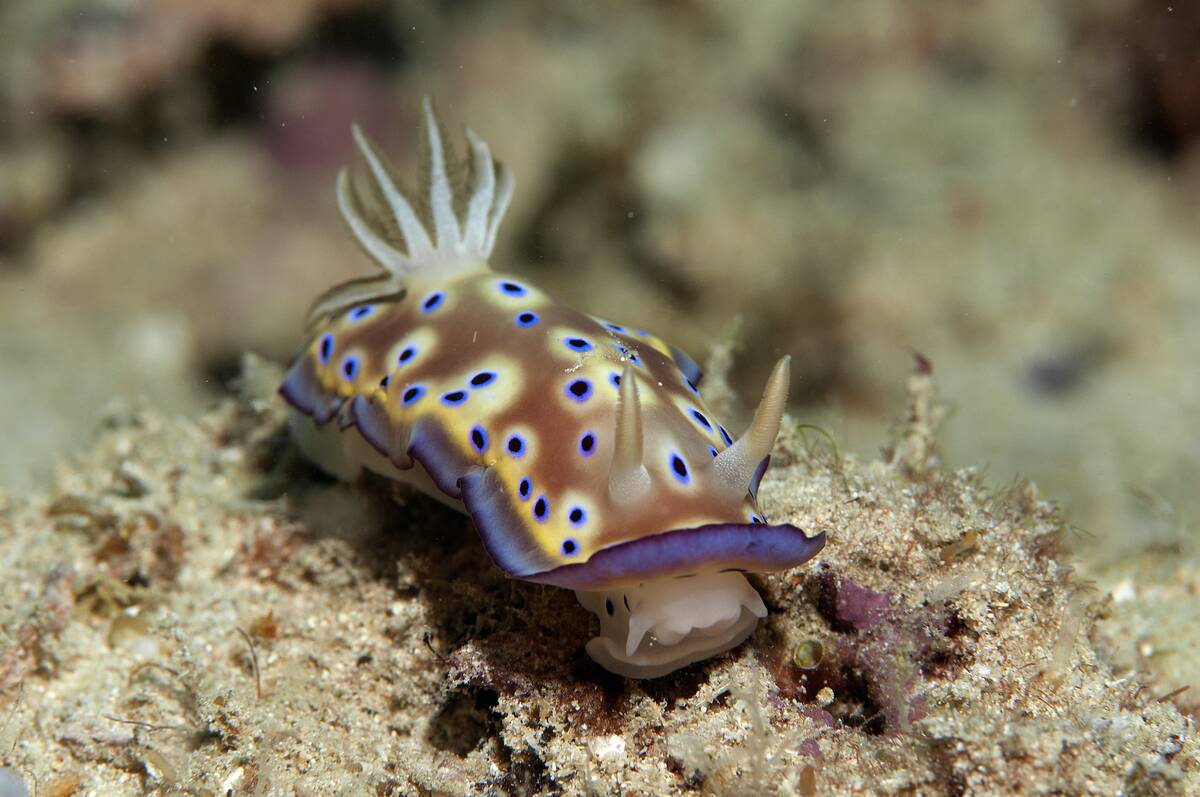 Nudibranch, Chromodoris kuniei, Mabul Kapalai, Malaysia