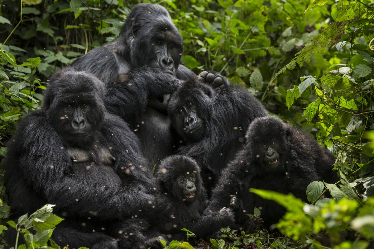 Oil Exploration Threatens Virunga National Park