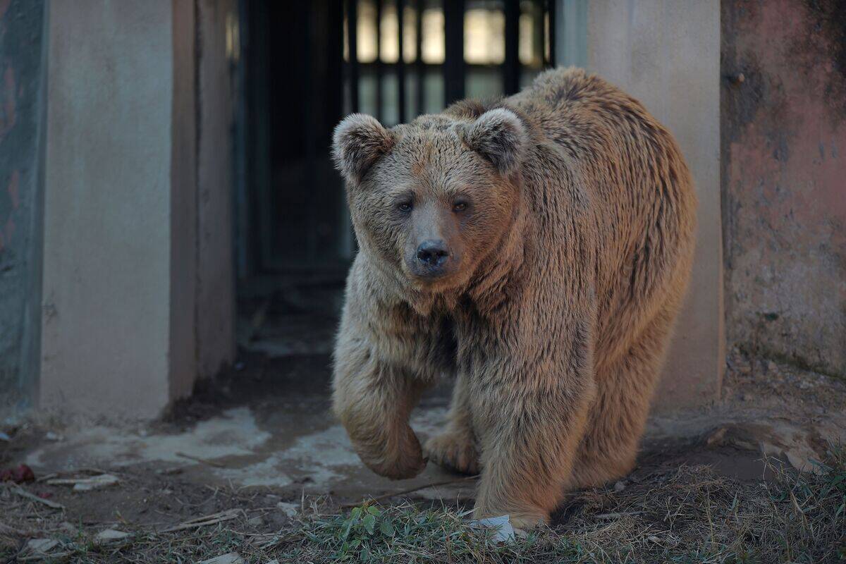 PAKISTAN-ANIMAL-WILDLIFE-ZOO-BEARS