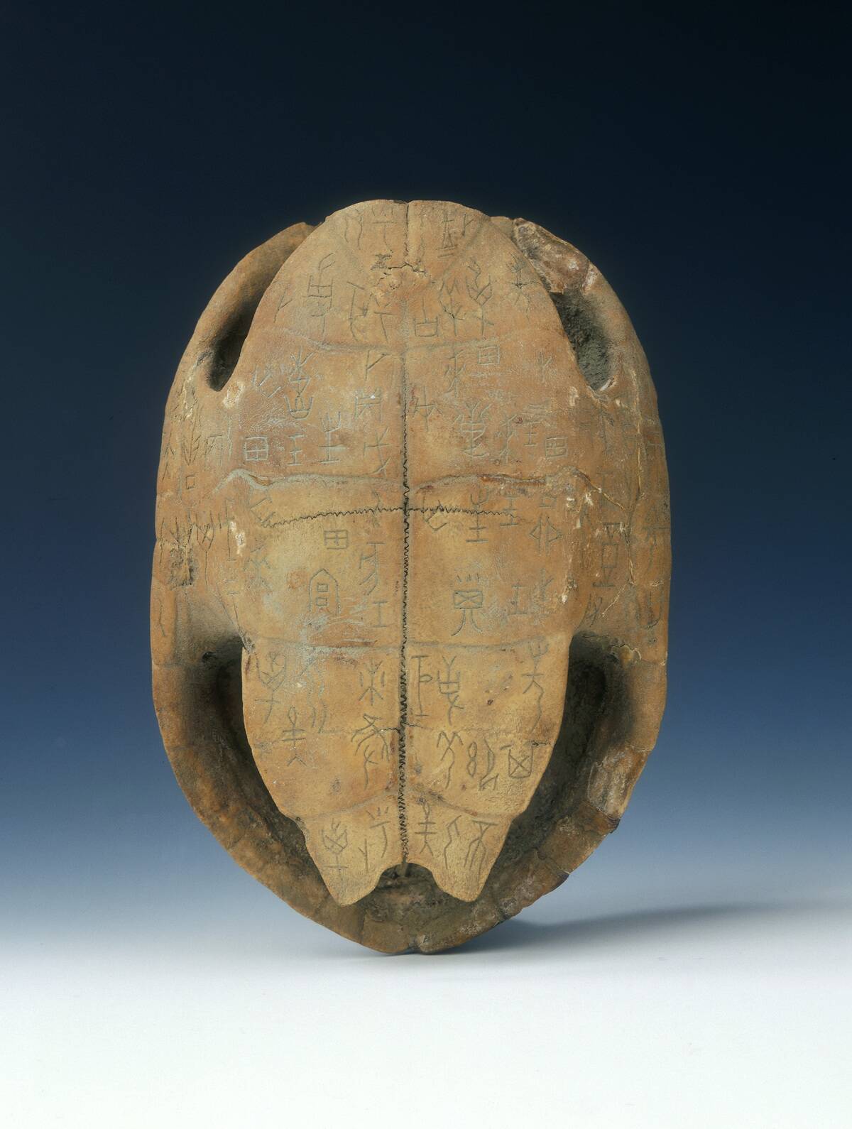 Petrified tortoise shell with oracle bone inscriptions, possibly Shang Dynasty, China, c1400 BC.
