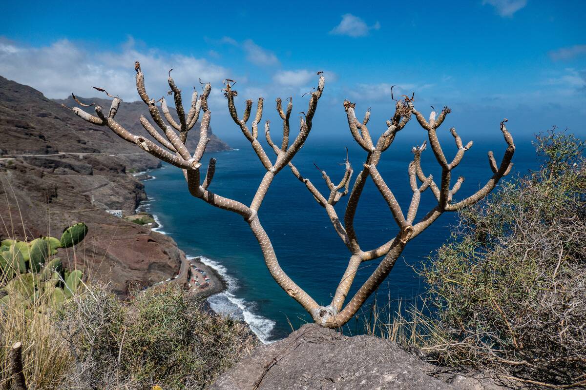 Playa De Las Gaviotas In Tenerife
