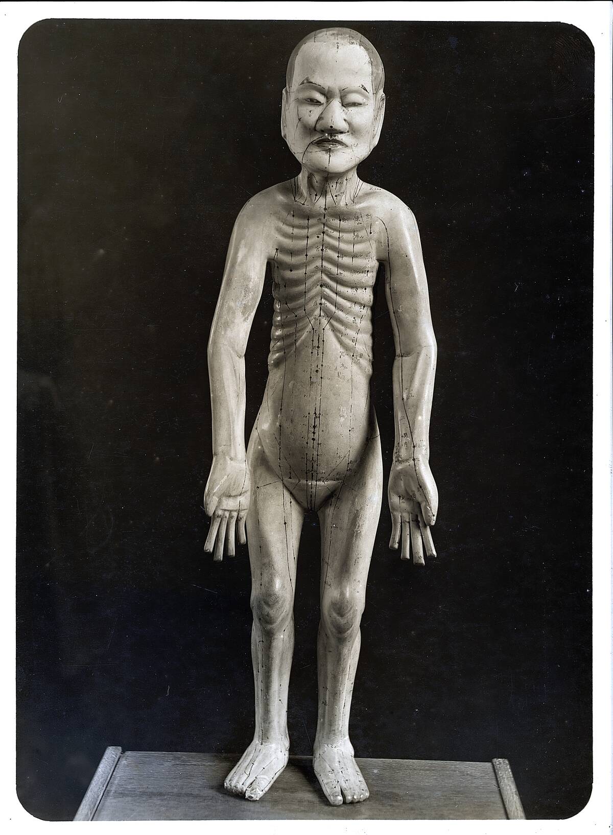 Porcelain Model/Acupuncture Points/Ribs