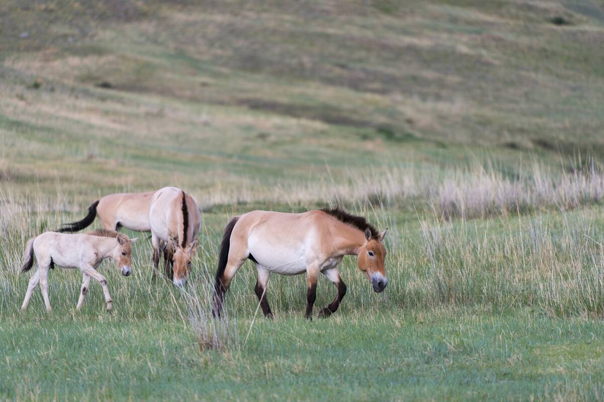 Przewalski horses with foal (Equus przewalskii) or Takhi,...