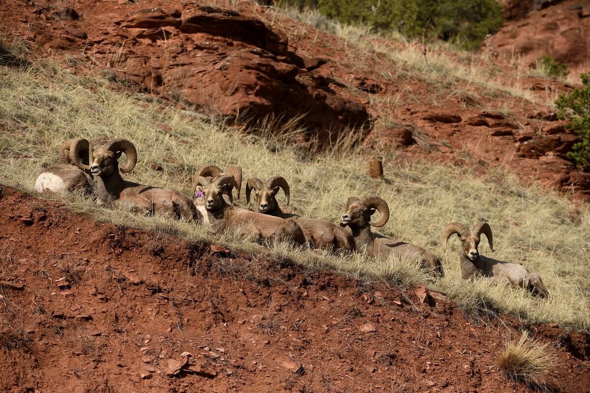 Rocky Mountain Bighorn sheep