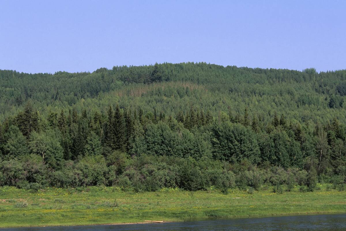 Russia, Siberia, Yenisey River, Near Worogowo, View Of Taiga...