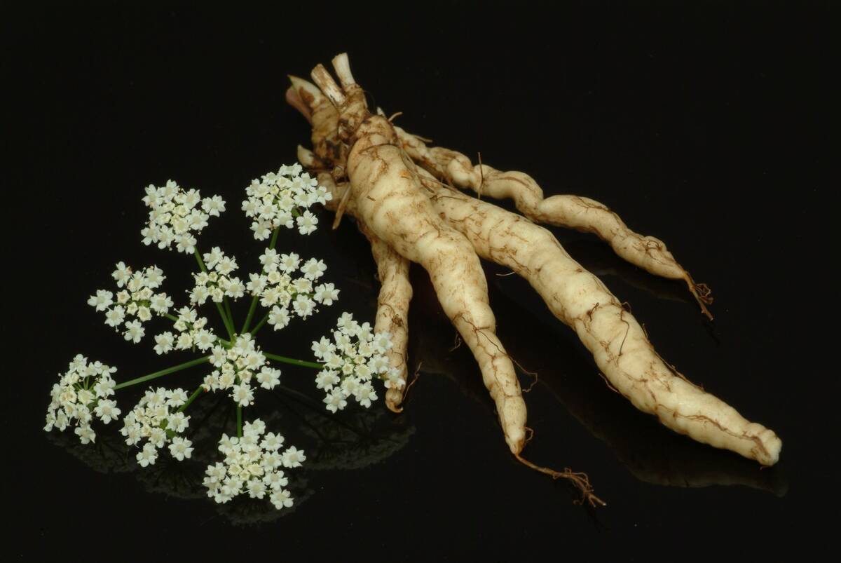 Sium Sisarum. Commonly Known As Skirret Or Sugar Root. Food And Medicinal Plant