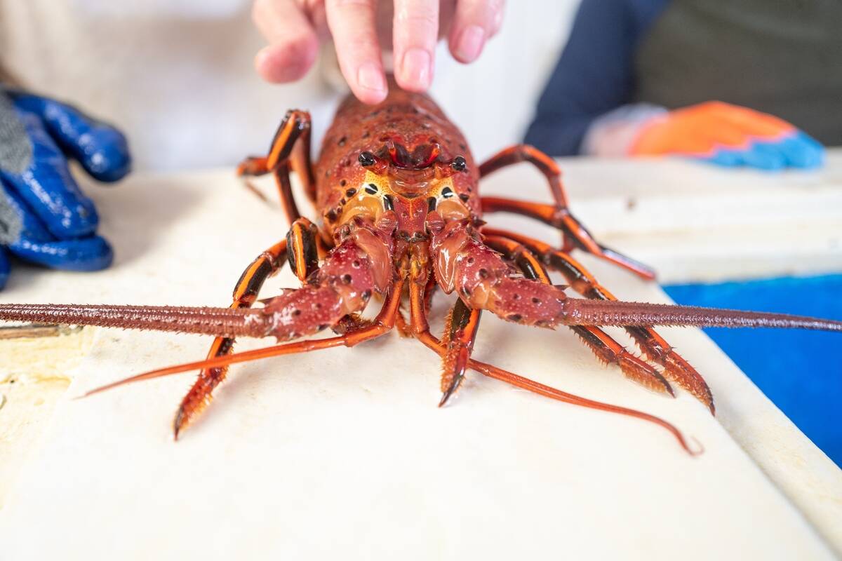 Spiny Lobster