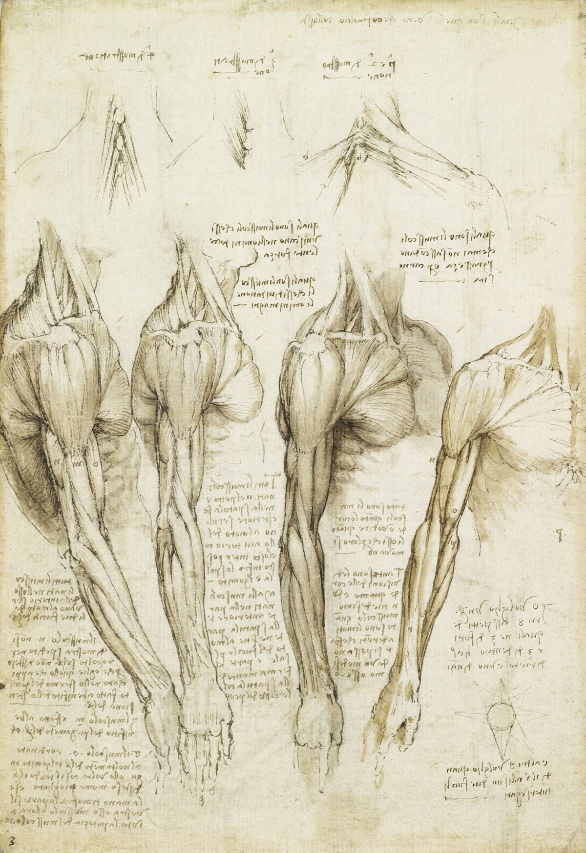 Study Of Muscles By Leonardo