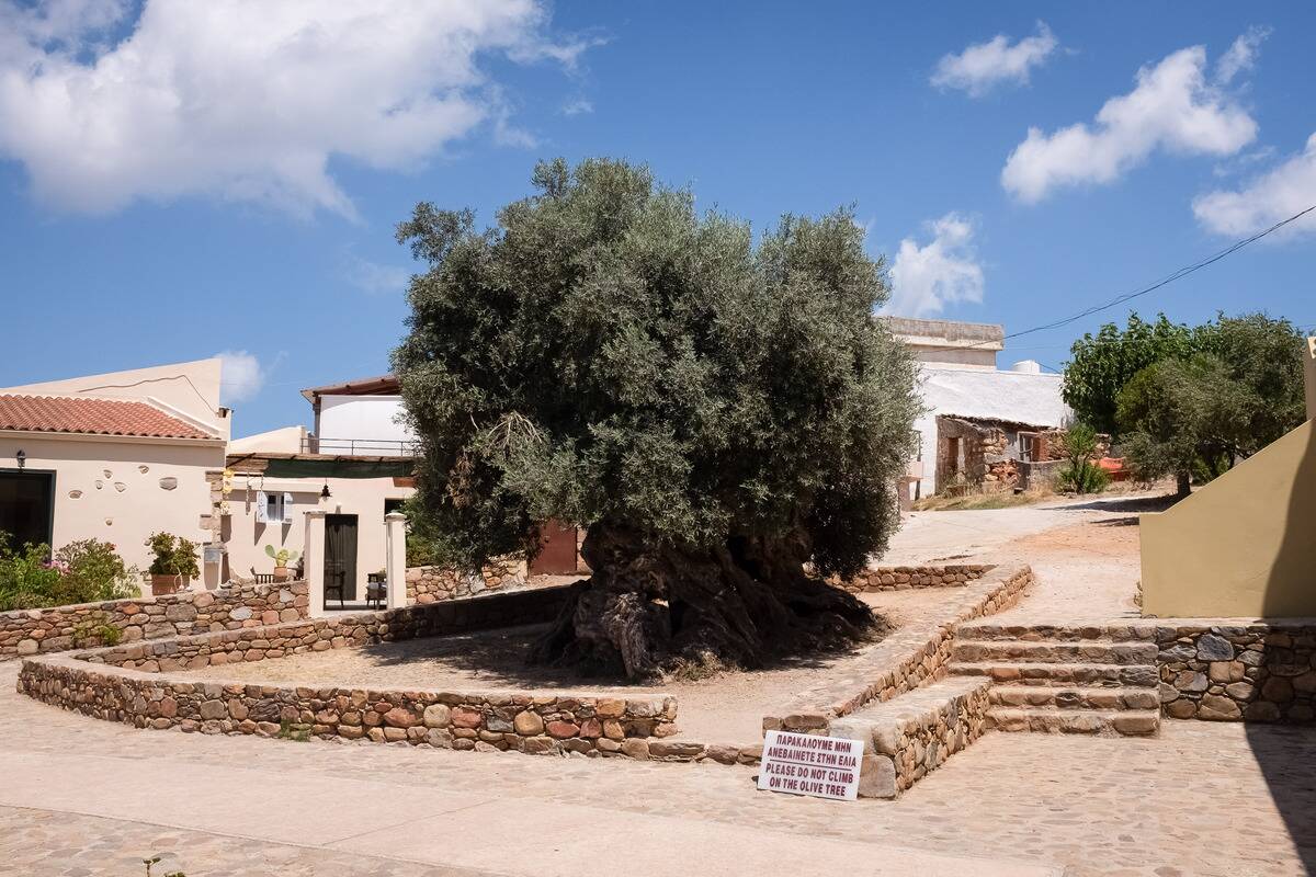 The Ancient Olive Tree Of Vouves