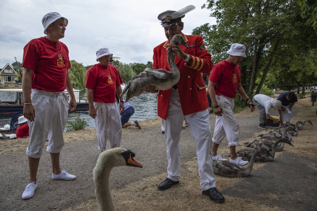 The Annual Marking Of Swans For The Crown Estate Takes Place On The River Thames