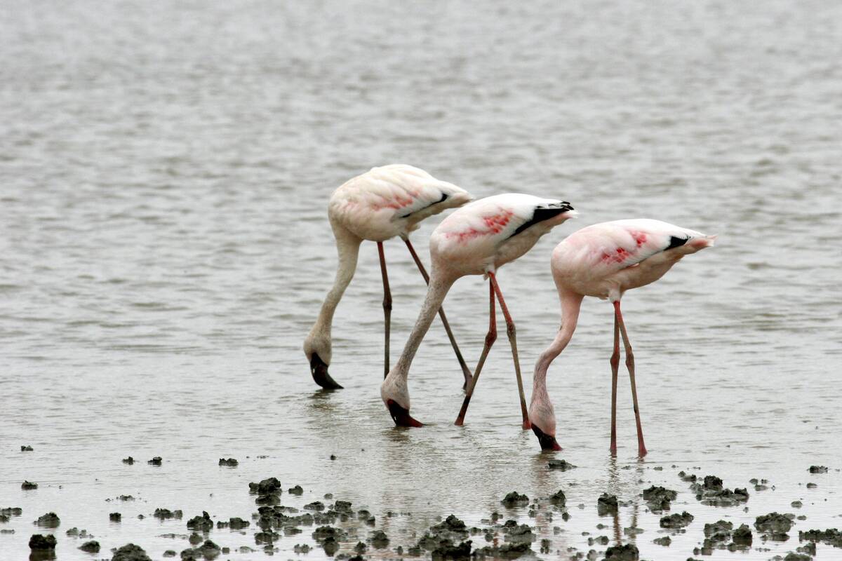 Three lesser flamingos