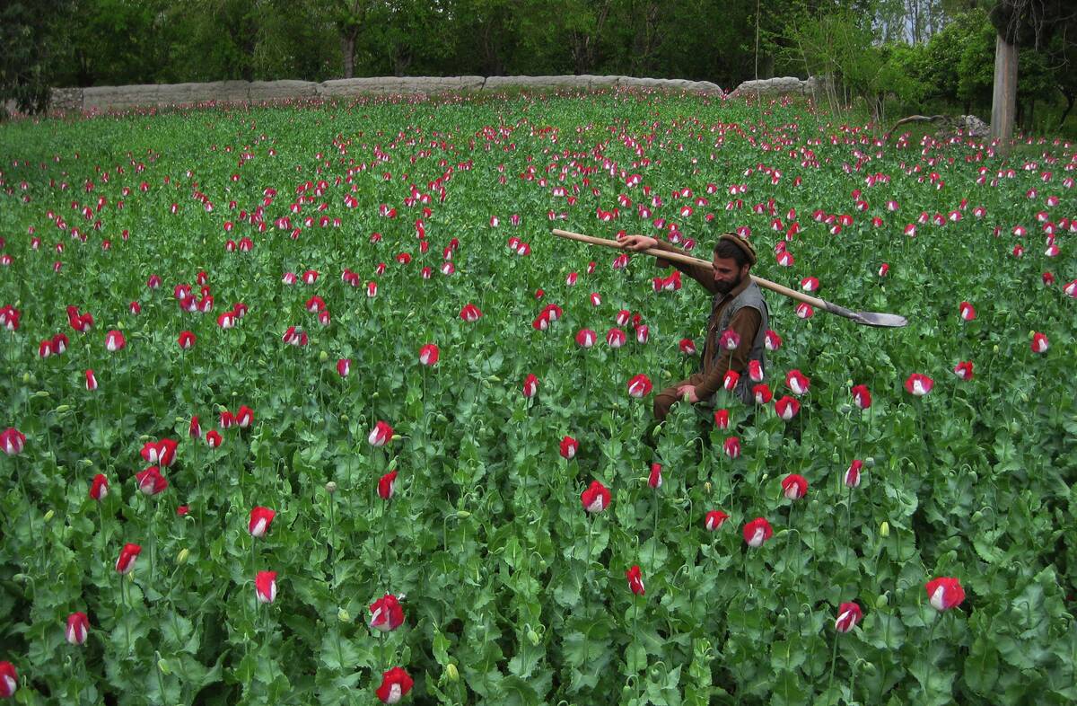 TOPSHOT-AFGHANISTAN-UNREST-OPIUM