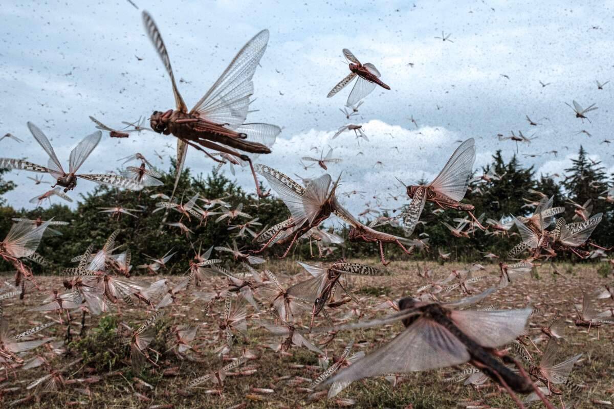 TOPSHOT-KENYA-AGRICULTURE-LIVESTOCK-CLIMATE-LOCUSTS