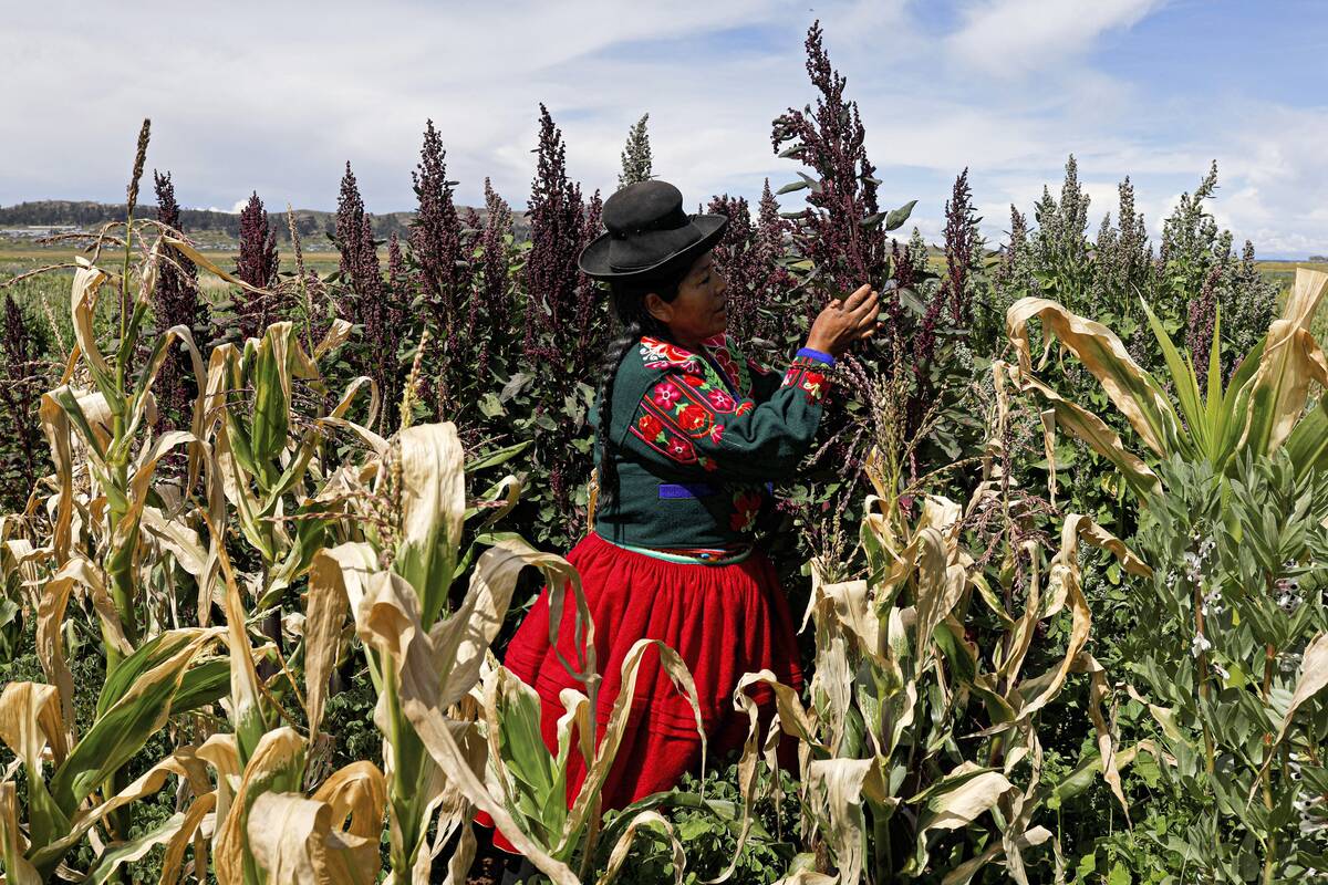 TOPSHOT-PERU-AGRICULTURE-QUINOA-FEATURE