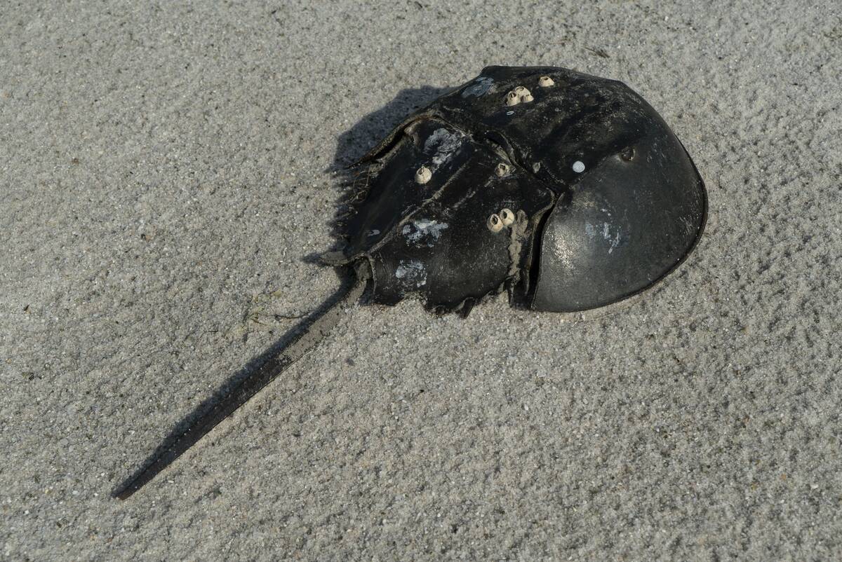 TOPSHOT-US-ENVIRONMENT-CONSERVATION-HORSESHOE-CRABS