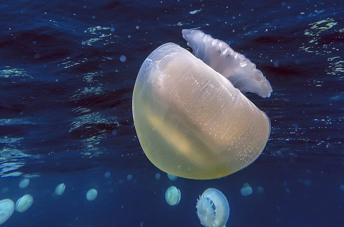 TOPSHOT-VENEZUELA-ENVIRONMENT-OCEAN-JELLYFISH