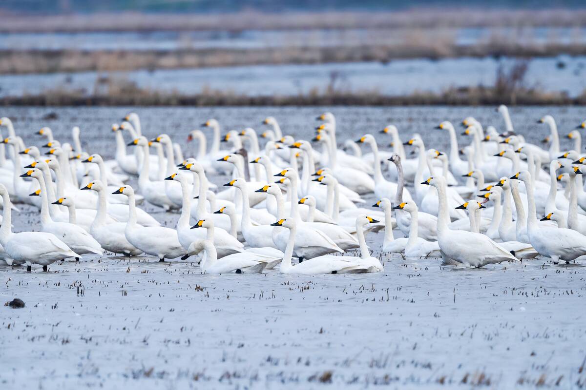 'Tundra swans' come to Lake Gala in Edirne to spend winter season