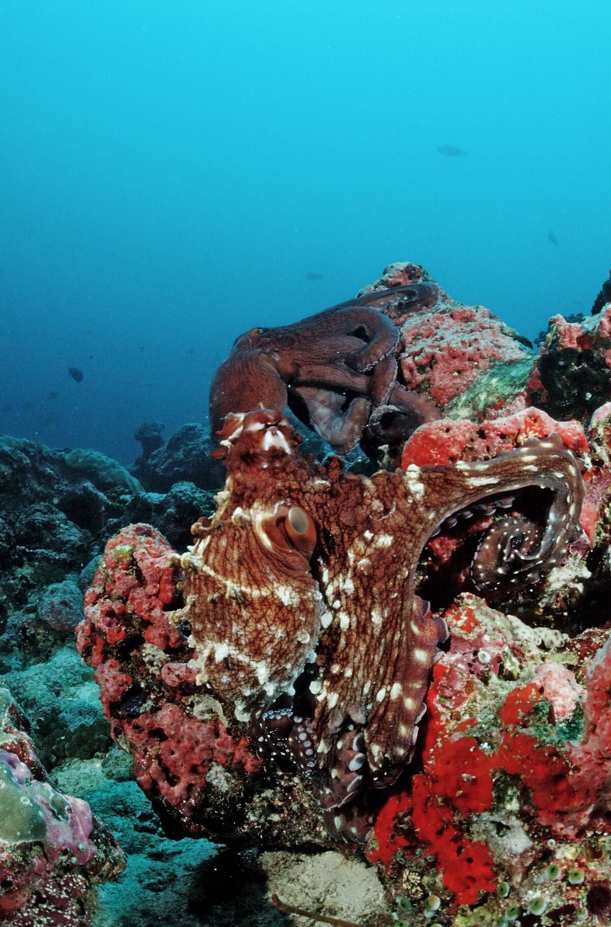 Two Indo-Pacific Day-Octopus mating, Octopus cyanea, Maldives, Indian Ocean, Meemu Atoll