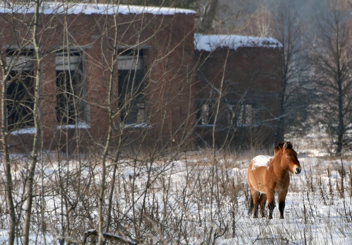 UKRAINE-CHERNOBYL-WILDLIFE