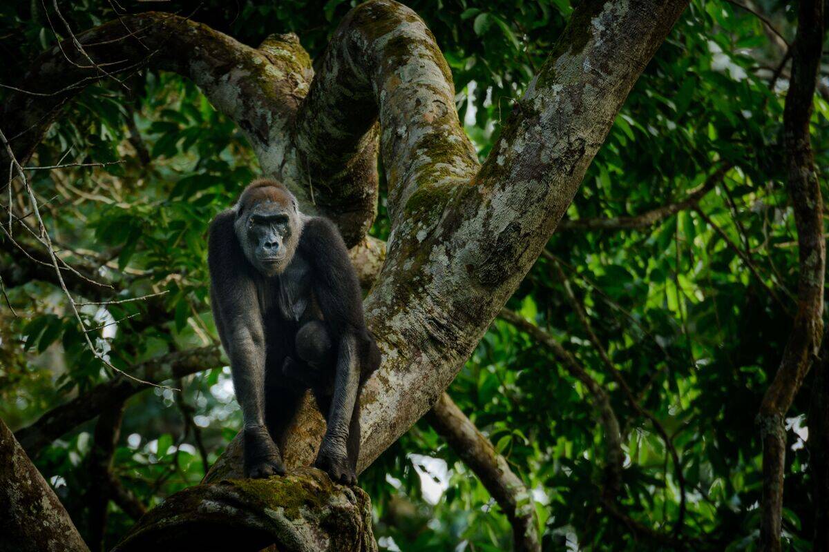 Western lowland gorilla in Marantaceae forest, Republic of the Congo