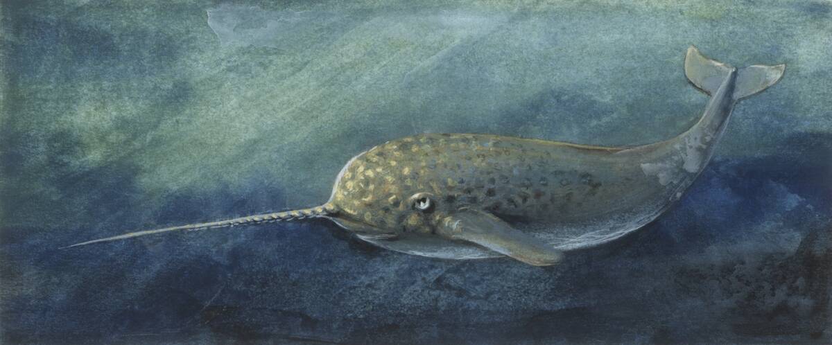 Zoology: Fishes: Mammalia, Cetacea, Narwhal (Monodon monoceros), illustration