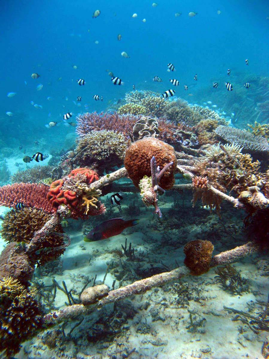 Biorock_Reef_Indonesia