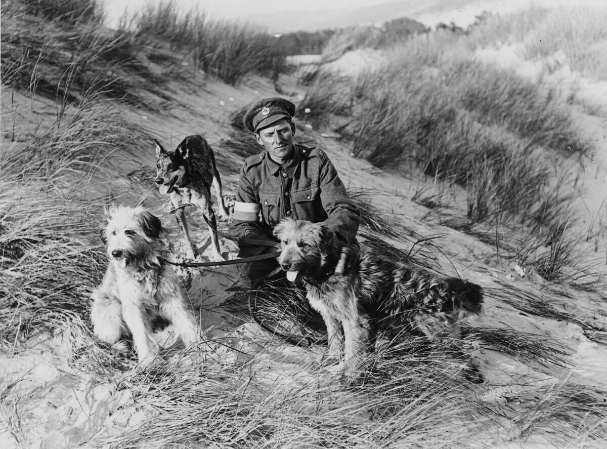 British_messenger_dogs_with_their_handler,_France,_during_World_War_I_(2957940591)