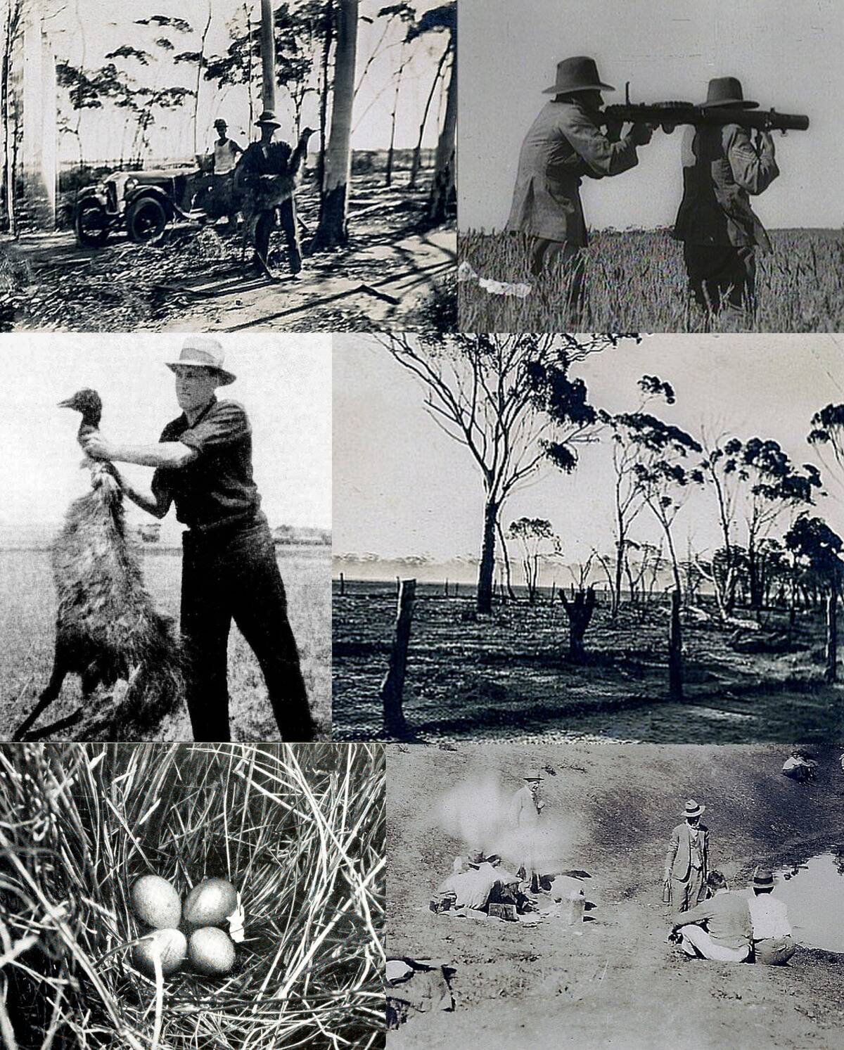 TheGreatEmuWarcolage