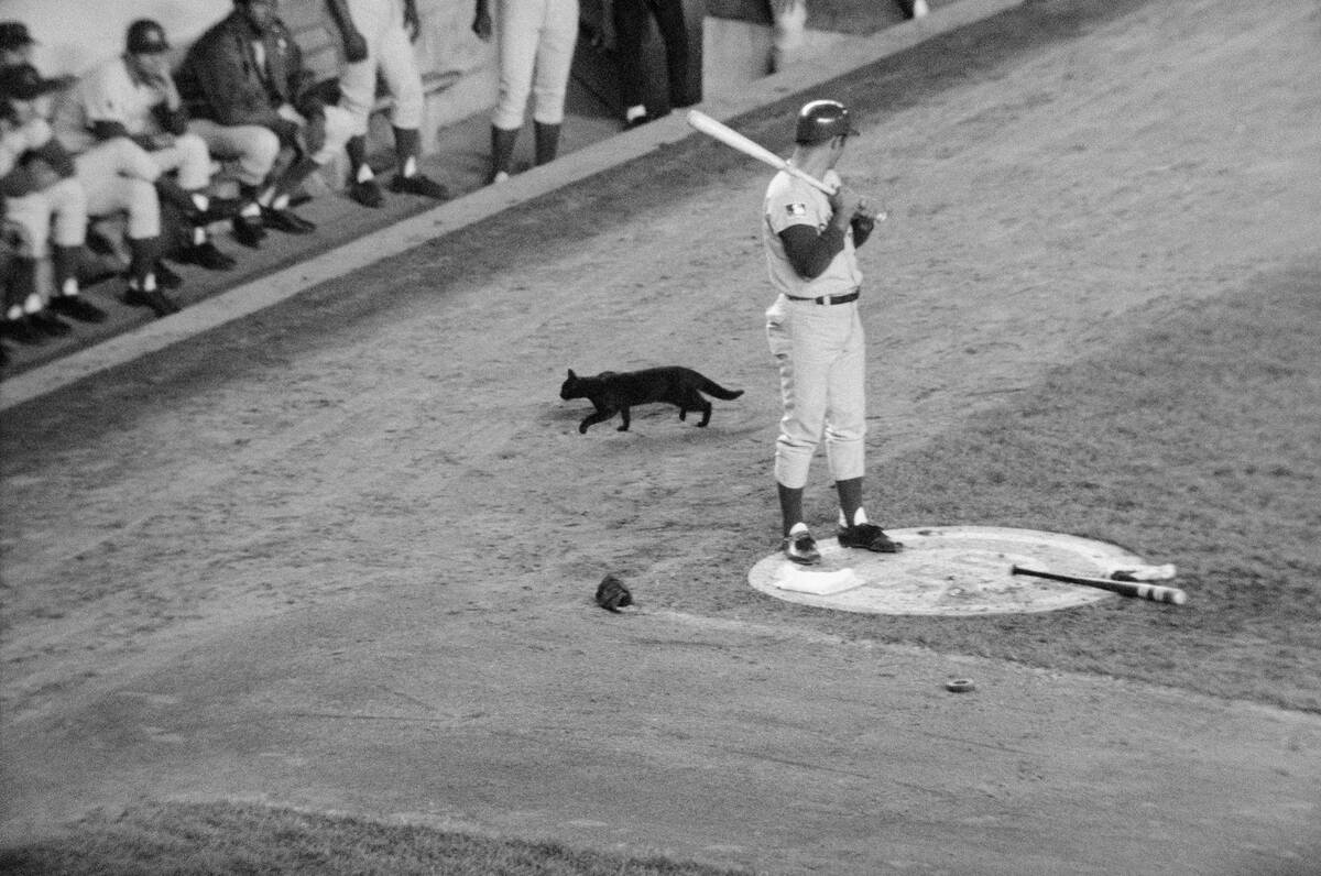 Black Cat Passes Baseball Player Ron Santo During Game