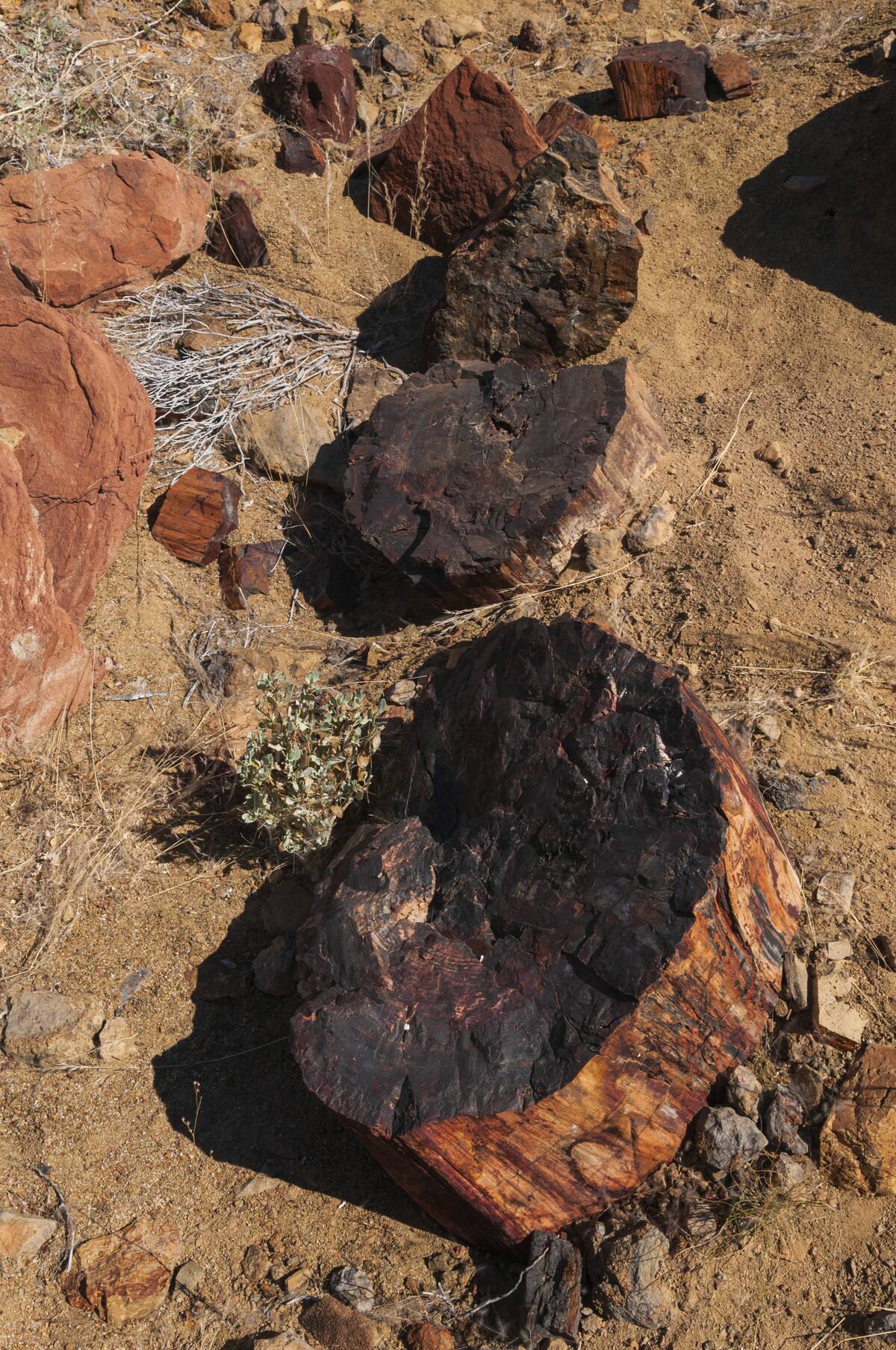 Blocks of petrified wood scattered in a dry riverbed. Near Khorixas