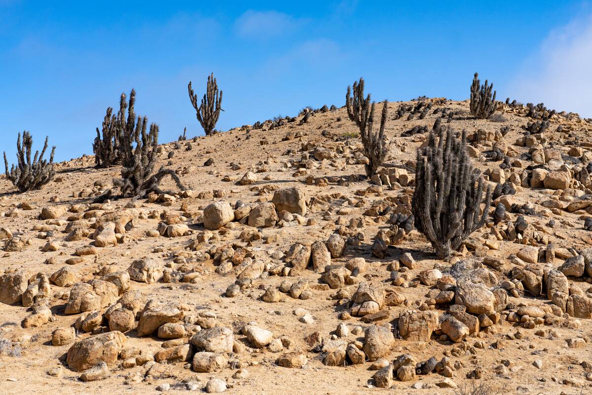Cactus-Eulychnia Iquiquensis