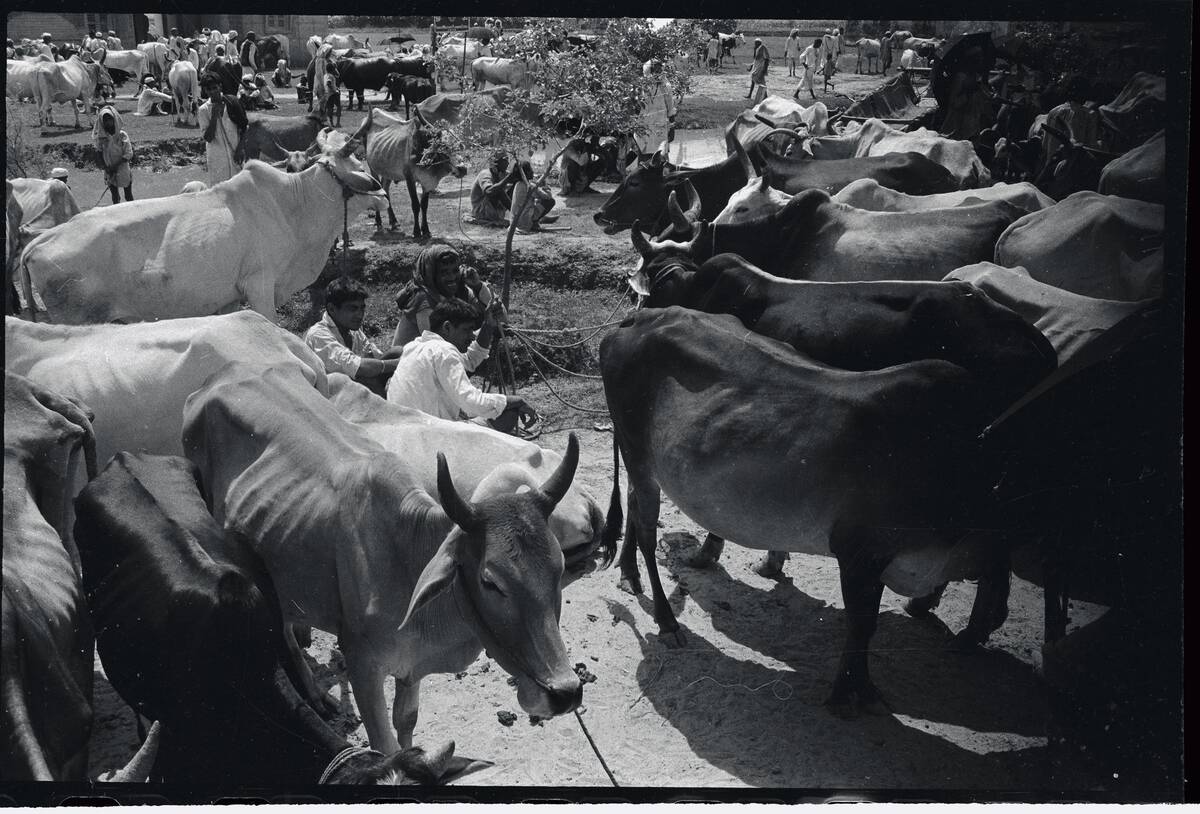 Cattle Protected by Hindus